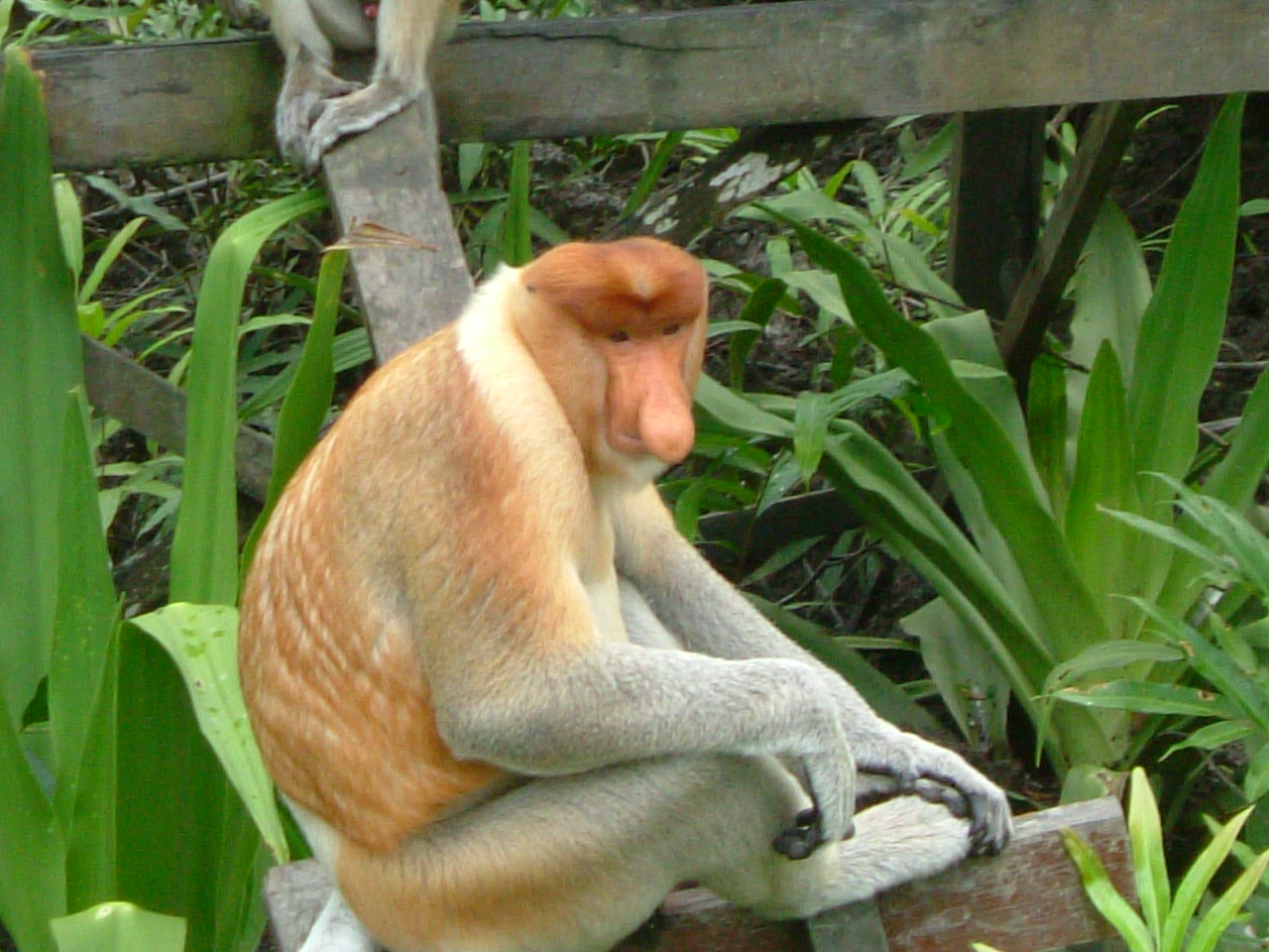 インパクト評価事例：マレーシアの生物多様性・生態系保全の達成度を評価