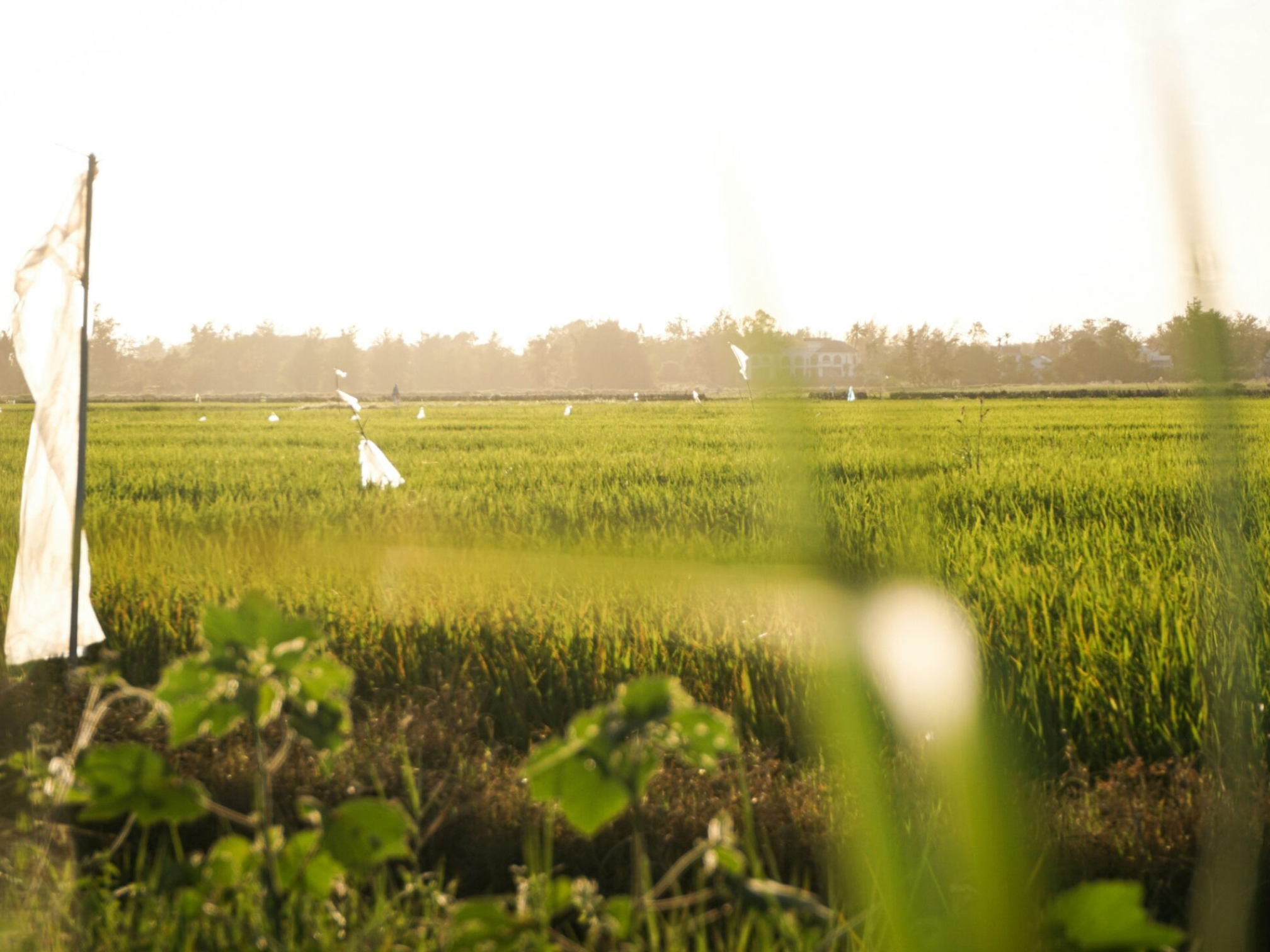 サステナブルビジネスの海外展開の事例；新潟県の中小企業が有する農業ITシステムのベトナム展開の支援